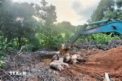 Tiêu hủy lợn nhiễm Dịch tả lợn Châu Phi trên địa bàn xã Suối Tân, huyện Cam Lâm, Khánh Hòa. (Ảnh: TTXVN phát)