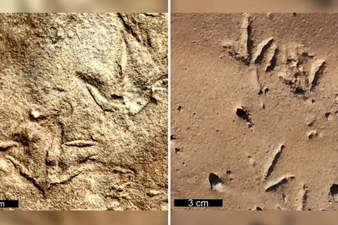 Hóa thạch bàn chân giống chim. (Nguồn: KTTV)