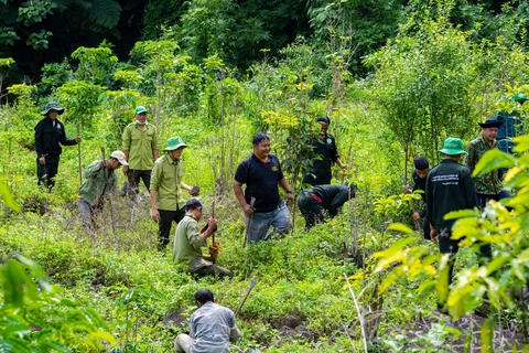 Trồng rừng, khôi phục rừng trên lâm phần được giao cho Ban Quản lý Vườn Quốc gia Tà Đùng. (Ảnh: Hưng Thịnh/Vietnam+)
