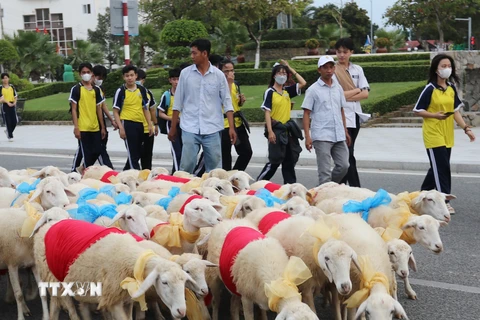 Ninh Thuận: Cừu diễu hành đón Năm Mới