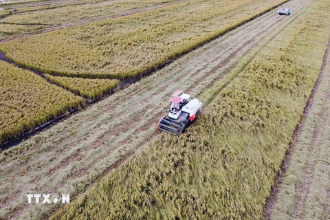 Thu hoạch lúa trên cánh đồng liên kết sản xuất của Tập đoàn Lộc Trời ở tỉnh An Giang. (Ảnh: Vũ Sinh/TTXVN)