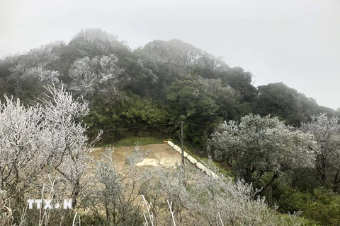 Băng giá phủ bề cây cối trên đỉnh núi Phia Oắc (xã Thành Công, huyện Nguyên Bình). (Ảnh: Hoàng Hiên/TTXVN phát)