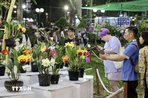 Người dân chiêm ngưỡng bộ sưu tập hoa lan nghệ thuật tại Hội Hoa Xuân. (Ảnh: Hồng Giang/TTXVN)