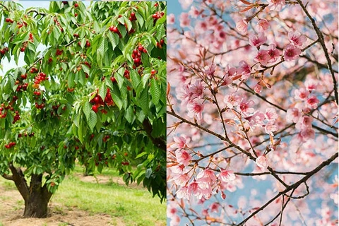 Cây anh đào và cây hoa anh đào. (Nguồn: iStock)