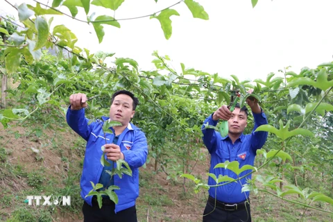 Anh Giàng A Nủ (bên trái) thành công với mô hình trồng chanh leo năm 2023 cho thu nhập gần 150 triệu đồng ở bản Dền Thàng B, xã biên giới Dào San, huyện Phong Thổ, tỉnh Lai Châu. (Ảnh: Nguyễn Oanh/TTXVN)