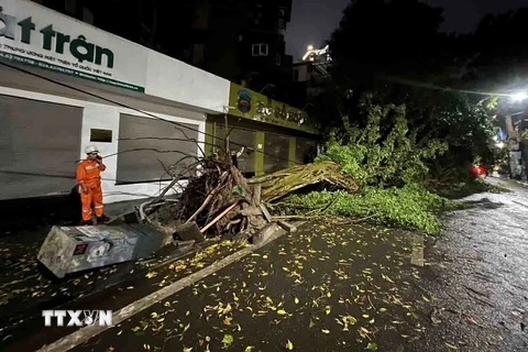 1 cây lớn bật gốc đổ ra phố Tràng Thi. (Ảnh: Phạm Kiên/TTXVN)