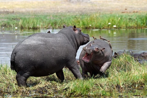 Hà mã. (Nguồn: botswana.co.za)