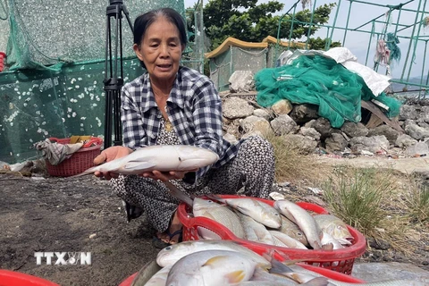 Cá của các hộ nuôi ở thị xã Sông Cầu (Phú Yên) bị chết hàng loạt. (Ảnh: TTXVN phát)