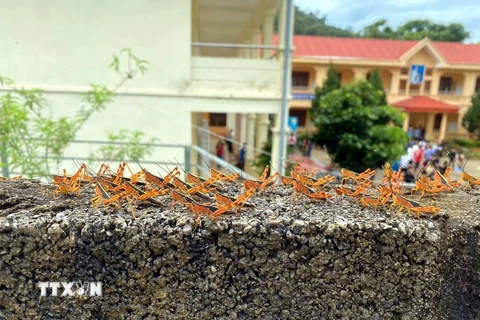 Châu chấu tre lưng vàng xuất hiện gây hại cho cây trồng tại xã Thiện Hòa, huyện Bình Gia, tỉnh Lạng Sơn. (Ảnh: TTXVN phát)