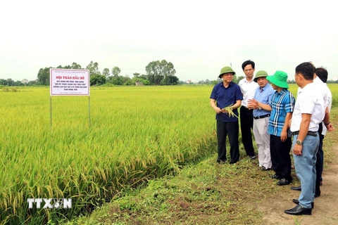 Các đại biểu tham quan mô hình trồng lúa Gia Lộc 516 tại xã Dị Chế, huyện Tiên Lữ, tỉnh Hưng Yên. (Ảnh: TTXVN)