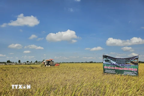Dự kiến đến cuối năm 2024, xã Thạnh Hòa, Bến Lức, Long An có 1.500 ha lúa ứng dụng công nghệ cao trong khi chỉ tiêu đề ra là 1.350 ha vào năm 2025. (Ảnh: Đức Hạnh/TTXVN)