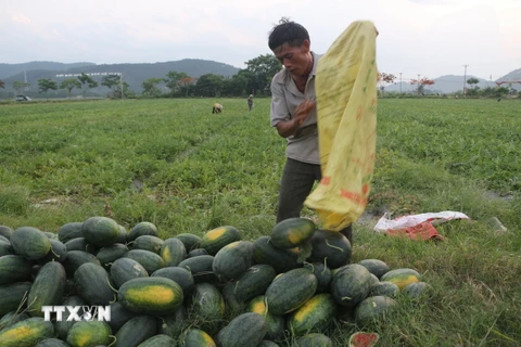 Nông dân huyện Nam Đàn thu hoạch dưa hấu. (Ảnh: Bích Huệ/TTXVN)