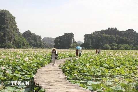 Cánh đồng sen Nhật tại huyện Hoa Lư, tỉnh Ninh Bình phục vụ du khách đến tham quan. (Ảnh: Thùy Dung/TTXVN)