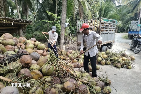 Nông dân huyện Giồng Trôm (Bến Tre) thu hoạch dừa khô nguyên liệu. (Ảnh: Công Trí/TTXVN)