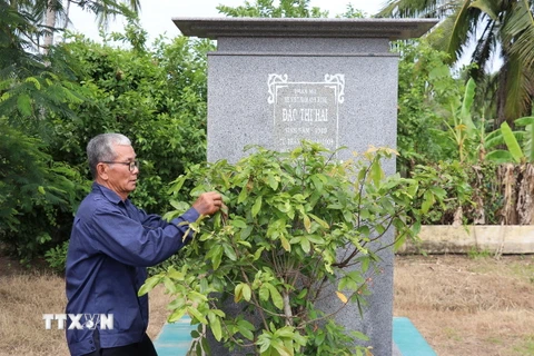 Cựu chiến binh Bùi Ngọc Việt Hùng, 74 tuổi chăm sóc phần mộ Mẹ Việt Nam anh hùng Đào Thị Hai tại nghĩa trang liệt sỹ xã Bình Phan, huyện Chợ Gạo, tỉnh Tiền Giang, (Ảnh: Hữu Chí/TTXVN)