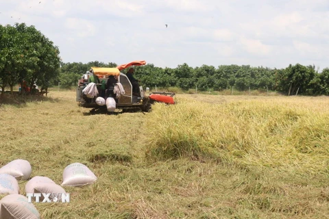 Thu hoạch lúa Hè Thu tại xã Tân Mỹ, huyện Thanh Bình (Đồng Tháp). (Ảnh: Nguyễn Văn Trí/TTXVN)