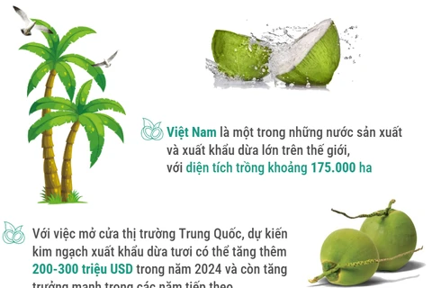 Dừa tươi sẽ xuất khẩu chính ngạch sang Trung Quốc