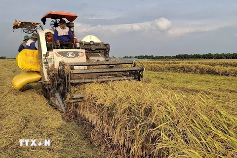 Thu hoạch lúa OM 18 tại đồng ruộng xã Tân Mỹ, huyện Thanh Bình (Đồng Tháp). (Ảnh: Nguyễn Văn Trí/TTXVN)