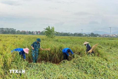 Tuổi trẻ huyện Sóc Sơn, Hà Nội cùng lực lượng quân đội và nhân dân bó dựng lại diện tích lúa bị đổ. (Ảnh: TTXVN phát)