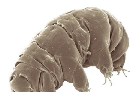 Gấu nước tardigrade. (Nguồn: Wikipedia)