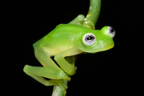 Có tên trùng với tên nhân vật hoạt hình nổi tiếng, loài ếch sống về đêm này được tìm thấy trong rừng mưa nhiệt đới ở Costa Rica. (Ảnh: Time.com)