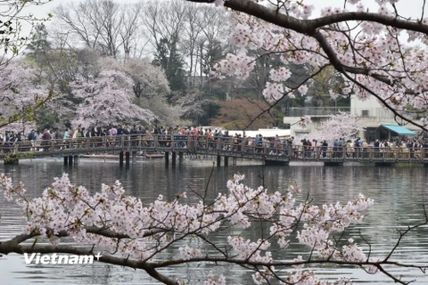 Phủ khắp công viên Inokashira, Tokyo, là sắc hồng, sắc trắng của những bông hoa anh đào. (Ảnh: Nguyễn Tuyến/Vietnam+)