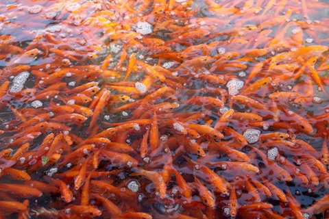 Người dân làng Thủy Trầm, xã Tuy Lộc, huyện Cẩm Khê, Phú Thọ thu hoạch cá chép đỏ để bán vào dịp 23 tháng Chạp. (Ảnh: TTXVN)