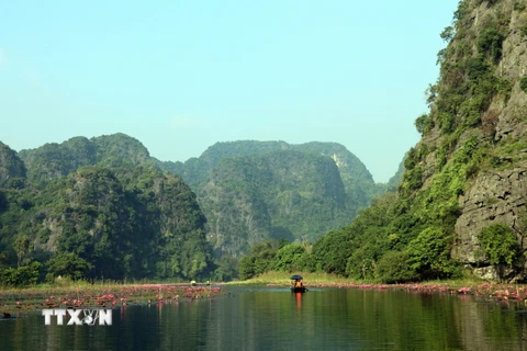 Hoa súng mang đến diện mạo mới, làm gia tăng trải nghiệm, hấp dẫn du khách khi đến tham quan tại Khu du lịch Tam Cốc, huyện Hoa Lư, tỉnh Ninh Bình. (Ảnh: Thùy Dung/TTXVN)