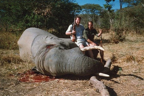LHQ: Tình trạng săn bắn voi tại châu Phi vẫn ở mức quá cao