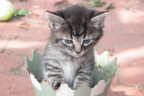 [Photo] Ngộ nghĩnh những chú mèo tưởng mình là cây trồng