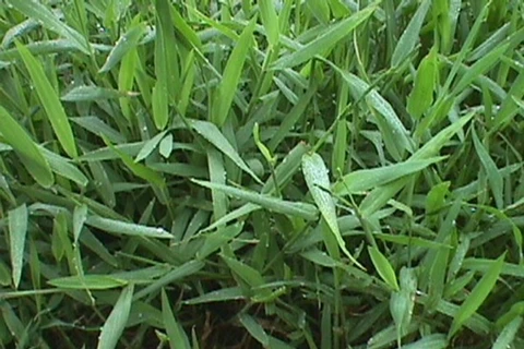 Loại cỏ có tên brachiaria. (Nguồn: viarural.com.ar)