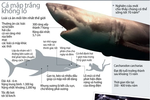 Cá mập trắng khổng lồ: Loái cá ăn mồi lớn nhất thế giới