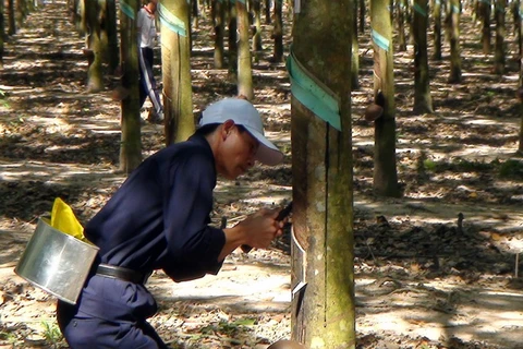 VRG bắt đầu khai thác cao su tại Campuchia vào 2014