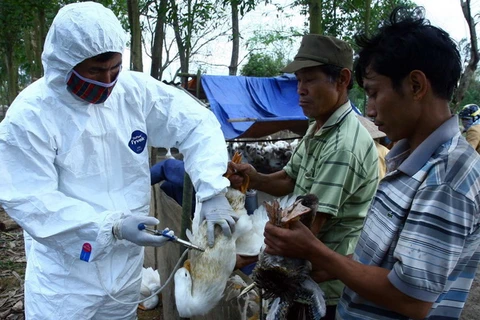 Bình Phước xử lý môi trường khu vực nhiễm cúm A/H5N1