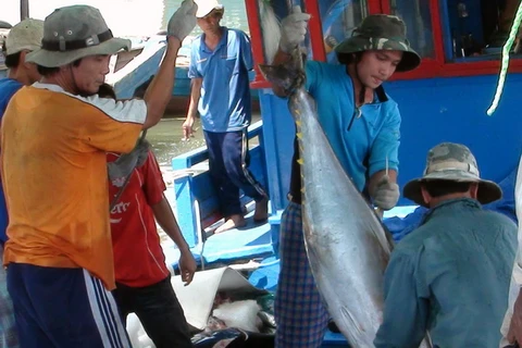 Ngư dân Hoài Nhơn (Bình Định) sau chuyến đánh bắt cá ngừ đại dương. (Ảnh: Ly Kha/TTXVN)