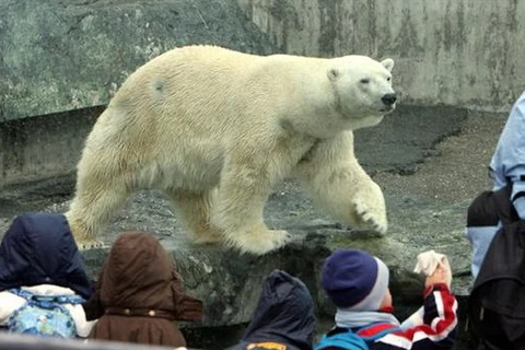 Gấu trắng ở vườn thú Đức chết vì ăn túi và áo của du khách