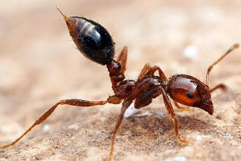 Khả năng của loài kiến: Chịu nặng gấp 5.000 lần cơ thể