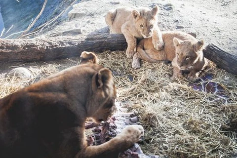 Sở thú xẻ thịt hươu cao cổ lại gây sốc vì giết sư tử