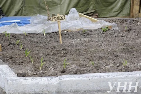 Người biểu tình Maidan trồng rau ở trung tâm Kiev