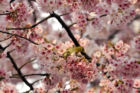 Số người dị ứng phấn hoa ở Nhật Bản tăng đột biến