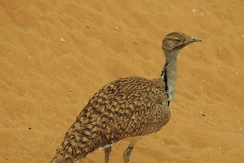Hoàng tử Saudi Arabia săn trái phép hơn 2.000 chim quý