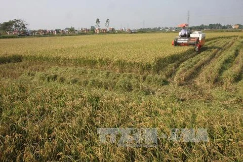 Mô hình cánh đồng mẫu lớn đang được triển khai ở nhiều địa phương (Nguồn: TTXVN)