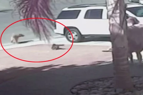 Video chú mèo dũng cảm đuổi con chó cắn cậu chủ nhỏ