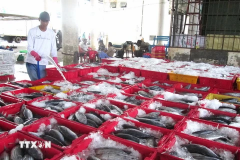 [Photo] Ngư dân tỉnh Khánh Hòa được mùa các loại cá ngừ