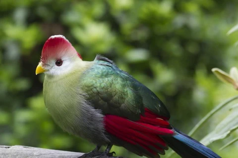 Các loài chim có nguy cơ tuyệt chủng vì biến đổi khí hậu