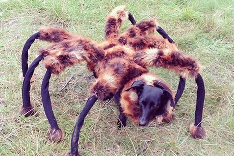 Video "Chó nhện khổng lồ" chiếm vị trí cao nhất trên mạng xã hội
