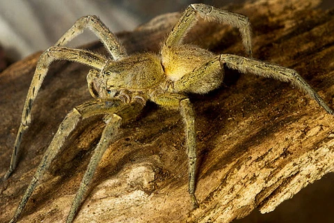 Hoảng hốt khi phát hiện nhện độc trong túi hàng tạp hóa