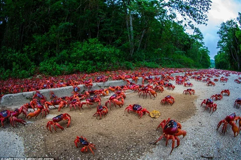 [Photo] Cận cảnh cuộc di cư của 120 triệu con cua đỏ
