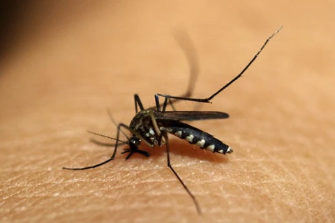 Phát hiện cách tiêu diệt ký sinh trùng gây bệnh sốt rét