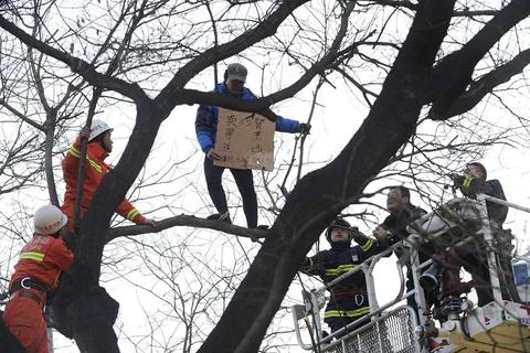 Trung Quốc: Người đàn ông trèo cây rao bán thận giữa Bắc Kinh